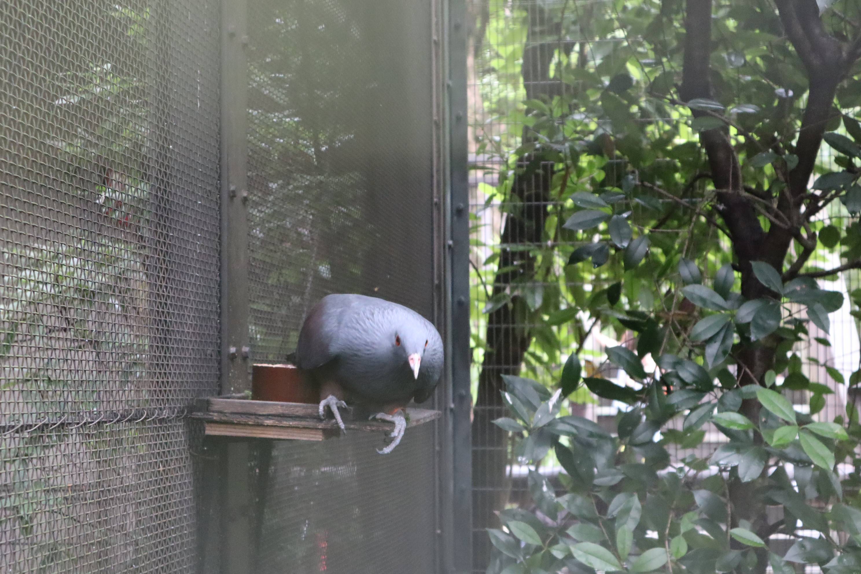 【飼育日誌】20201031：激変 (7).jpg