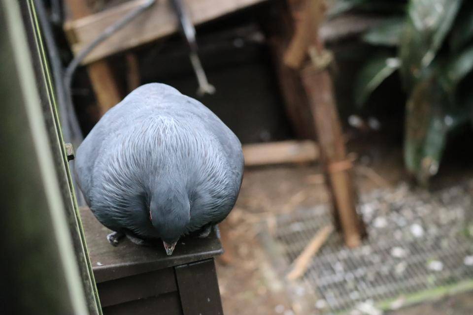 【飼育日誌】20220101：今年の干支は (11).jpg