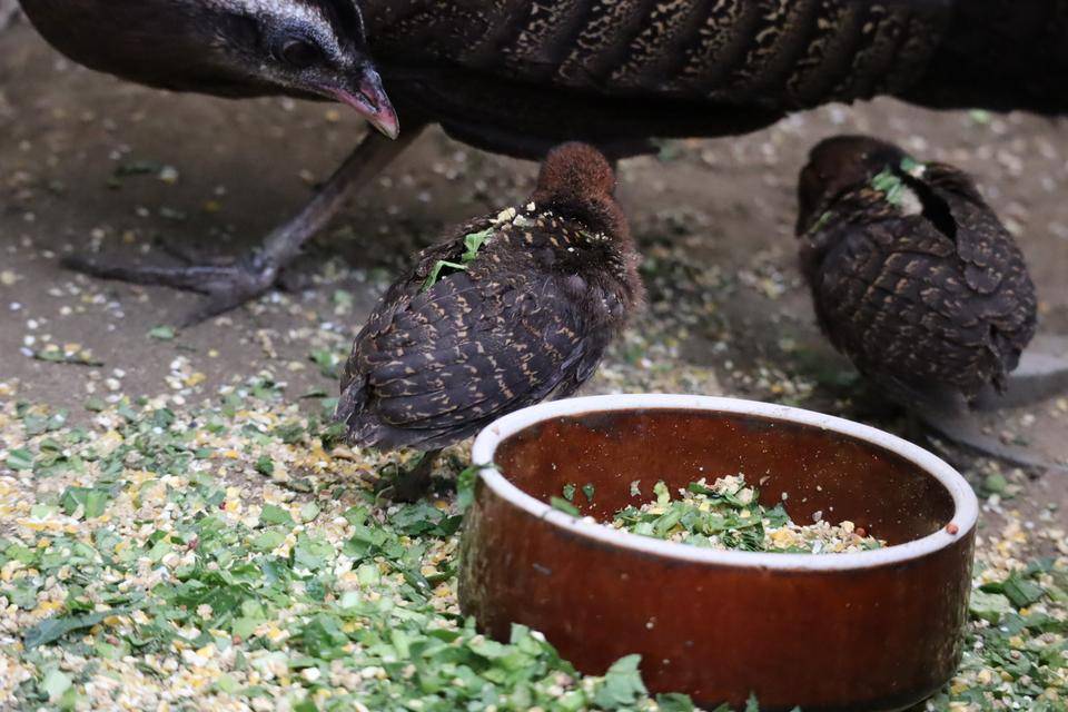 【飼育日誌】20201120:成長記7 (5).jpg