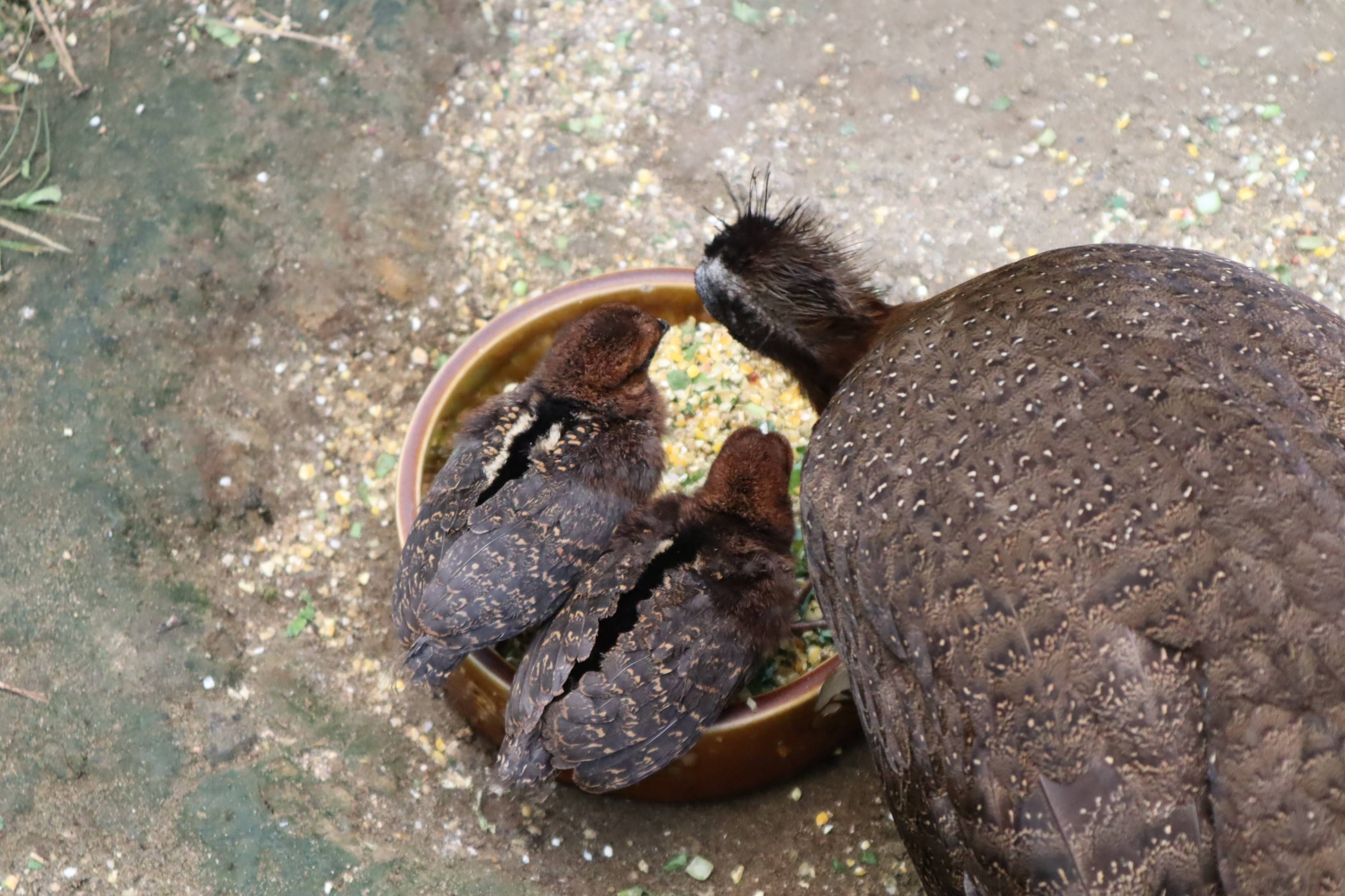 【飼育日誌】20201120:成長記7 (8).jpg