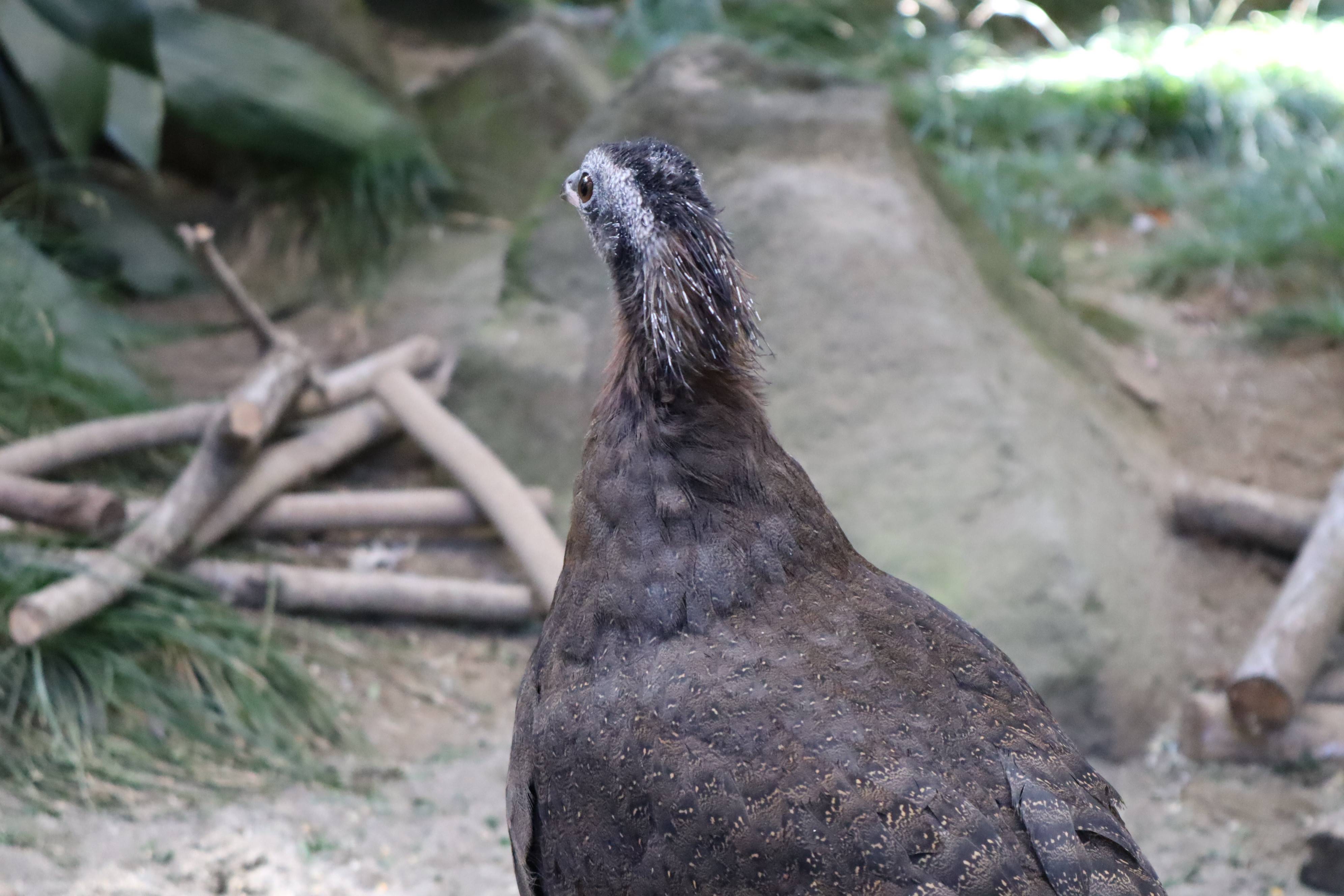 【飼育日誌】20210430:成長記12 (7).jpg