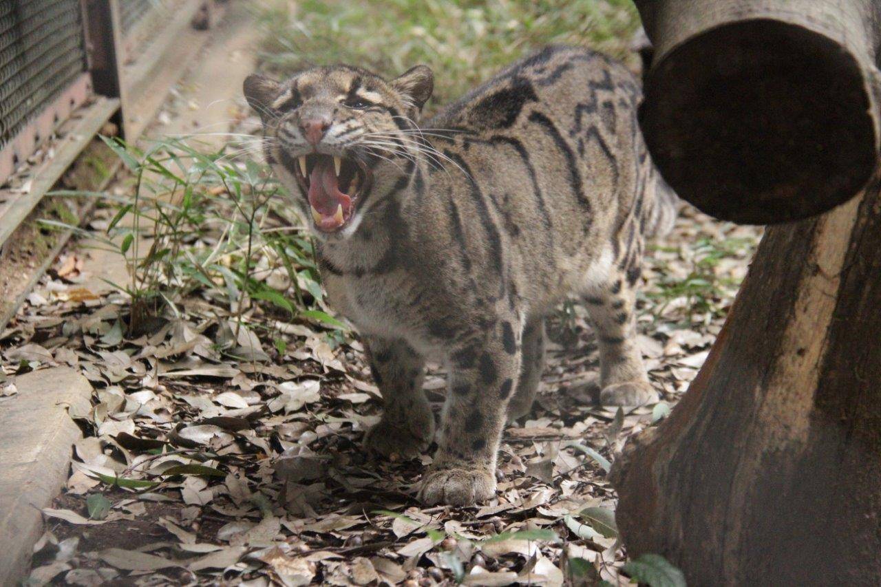 フレーメン中のブー