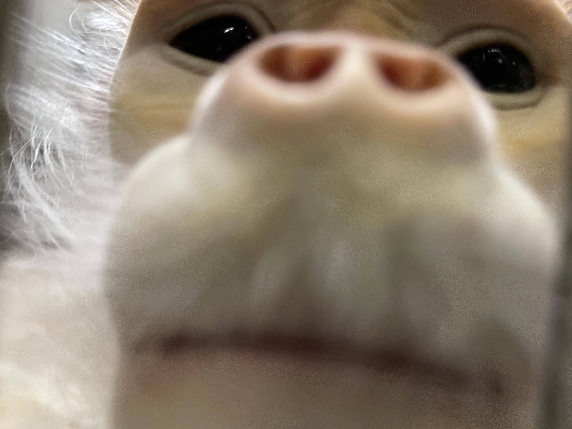 【飼育日誌】20220802：マニプクの思い出 (10).jpg