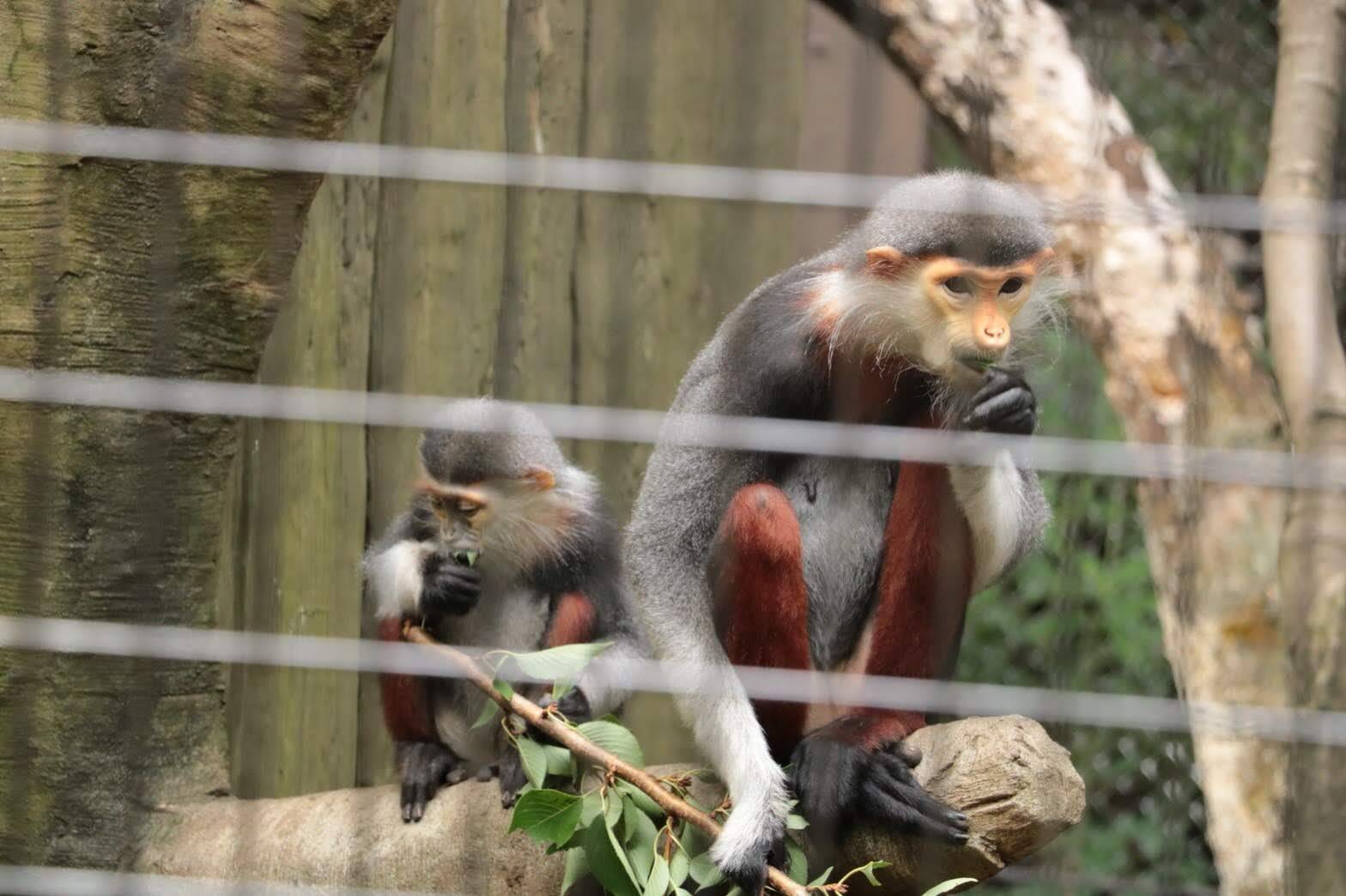 【飼育日誌】20220802：マニプクの思い出 (2).jpg