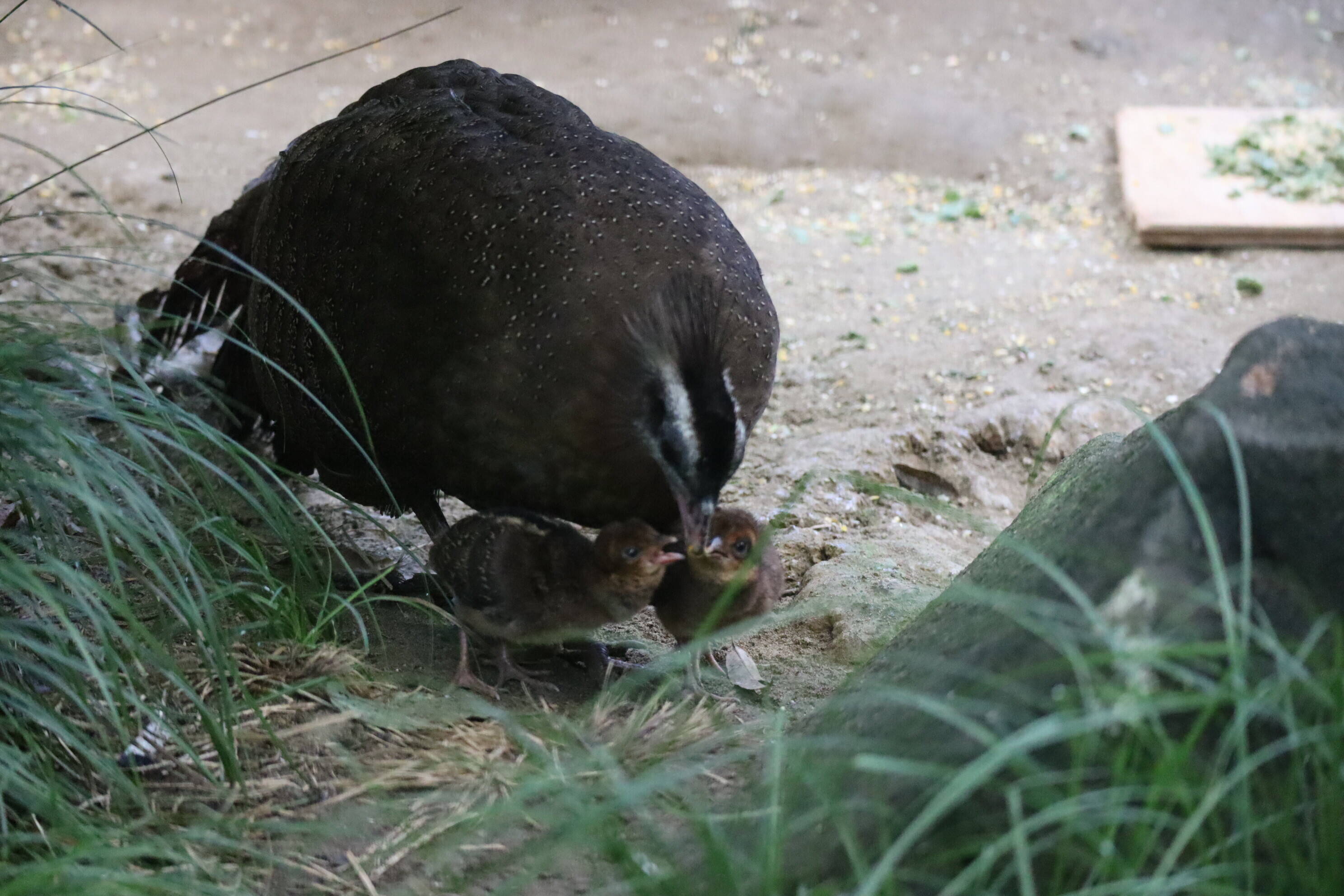 【飼育日誌】202008016:成長記3 (8).jpg
