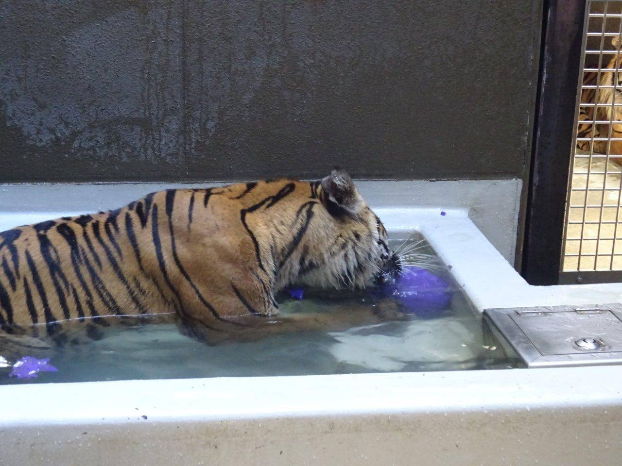 ジョリーボールを水中に沈めて齧るラウト