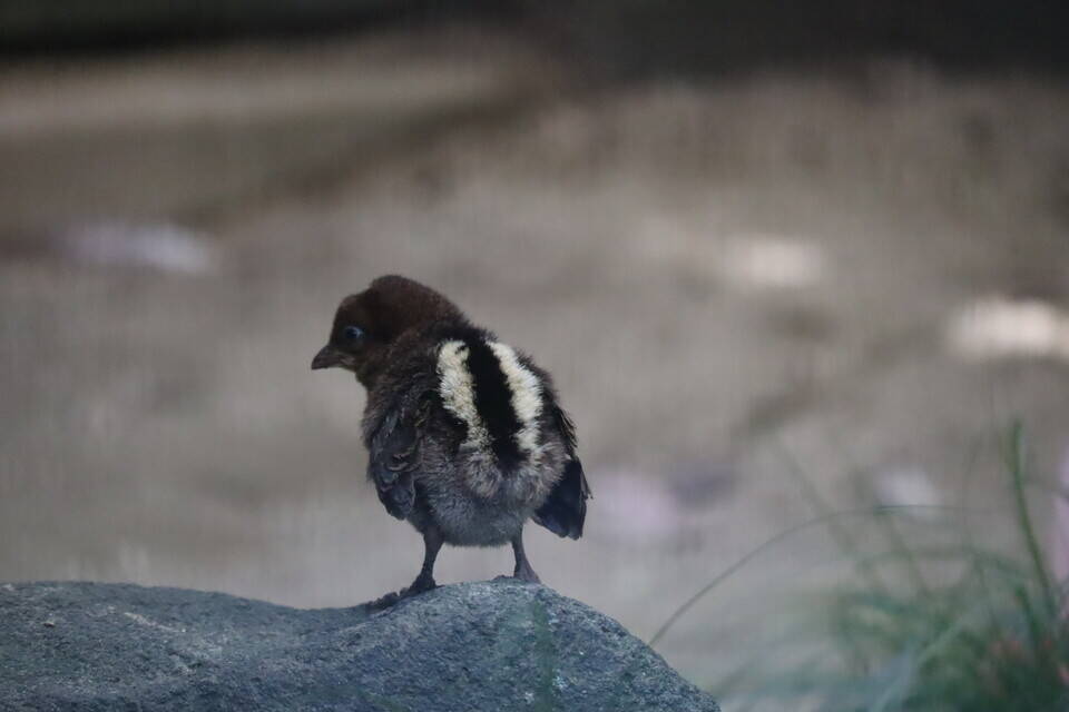 【飼育日誌】202008016:成長記4 (8).jpg