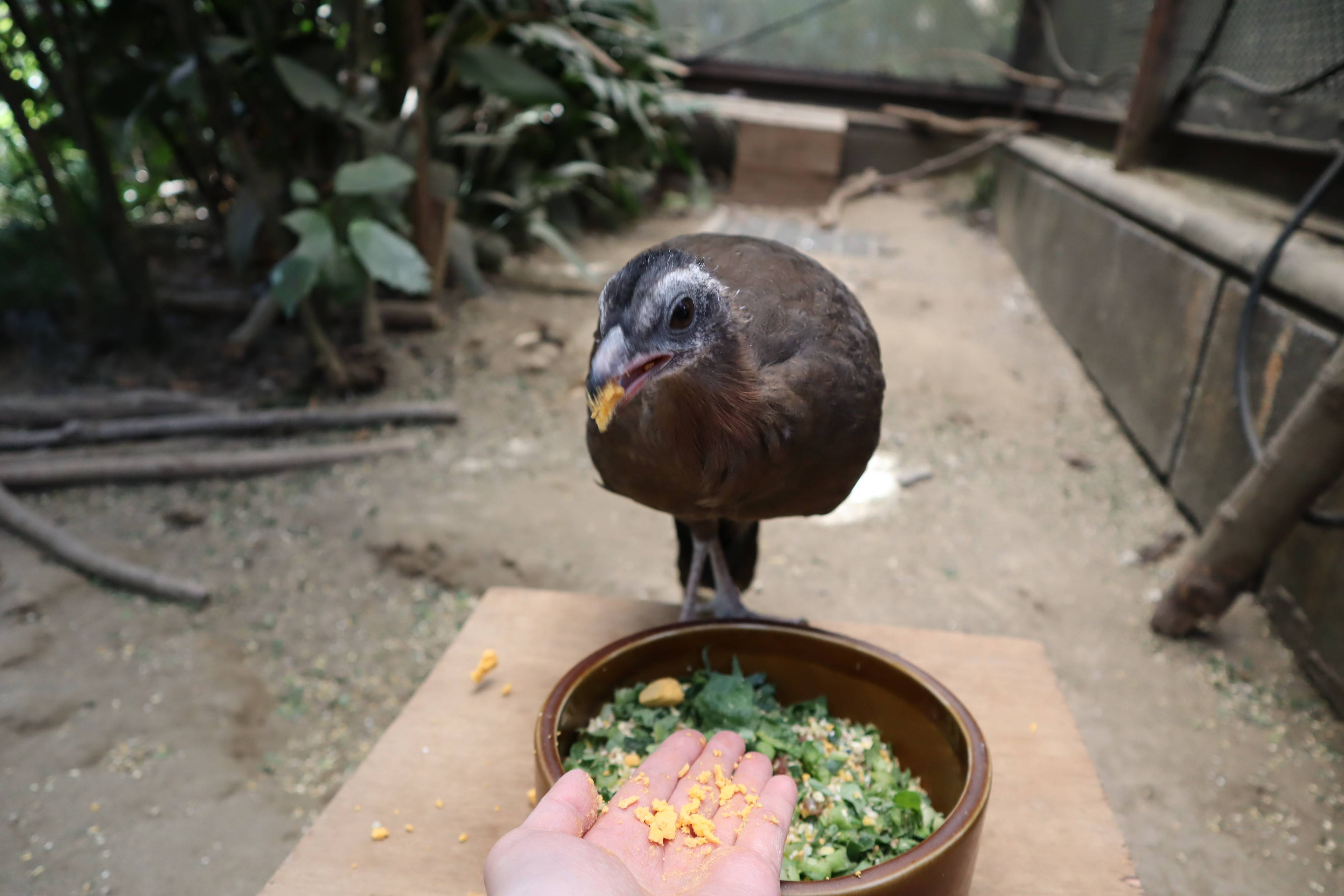 【飼育日誌】20210425:成長記11 (16).jpg