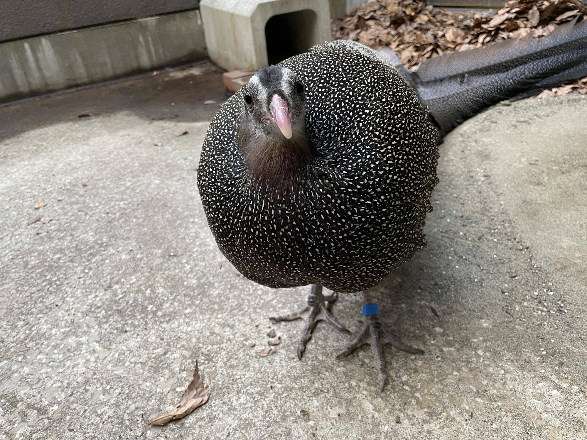 【飼育日誌】20220425:ぴよぴよ通信最終回 (7).jpg