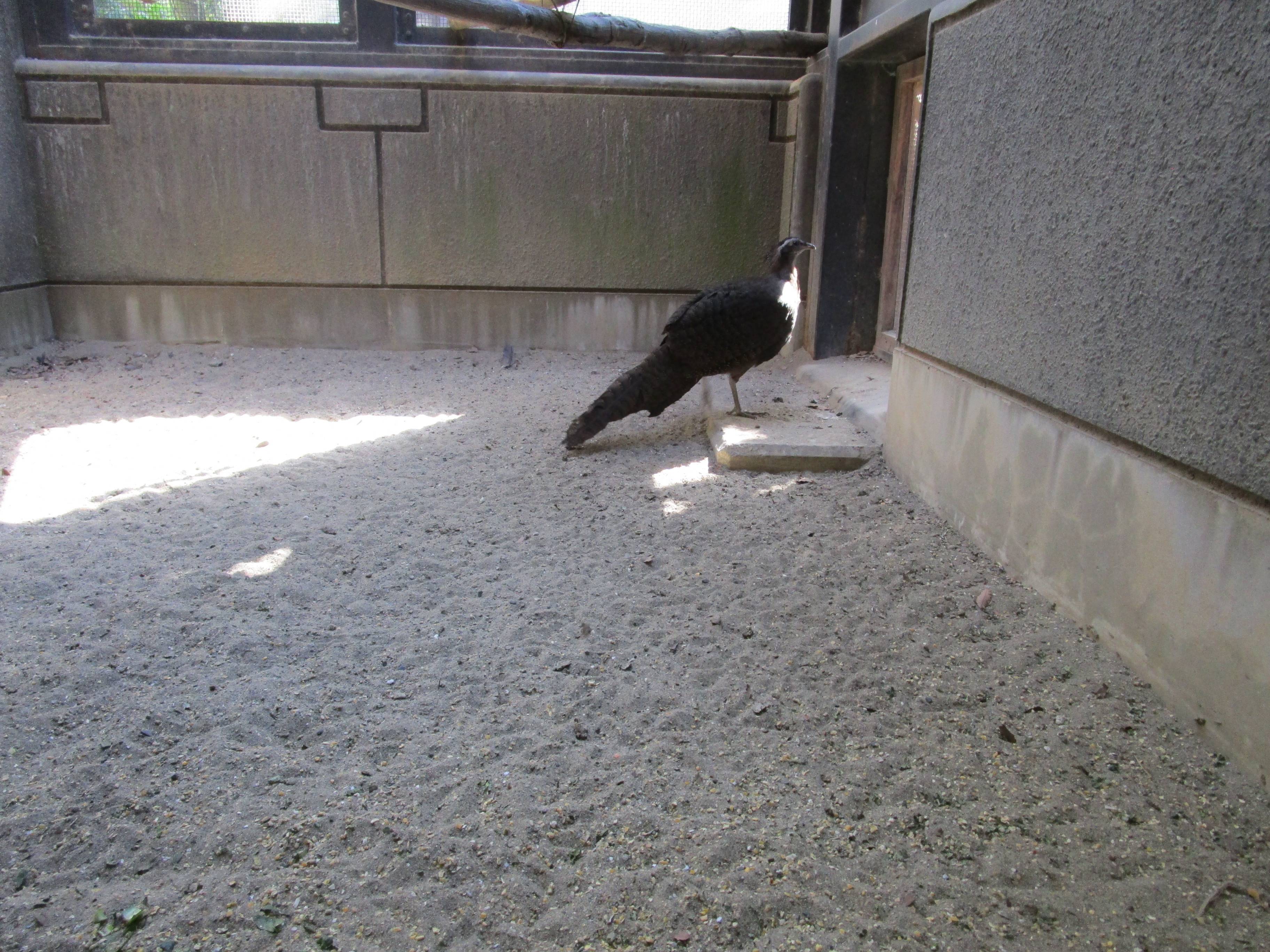 【飼育日誌】20210619:成長記13 (11).jpg