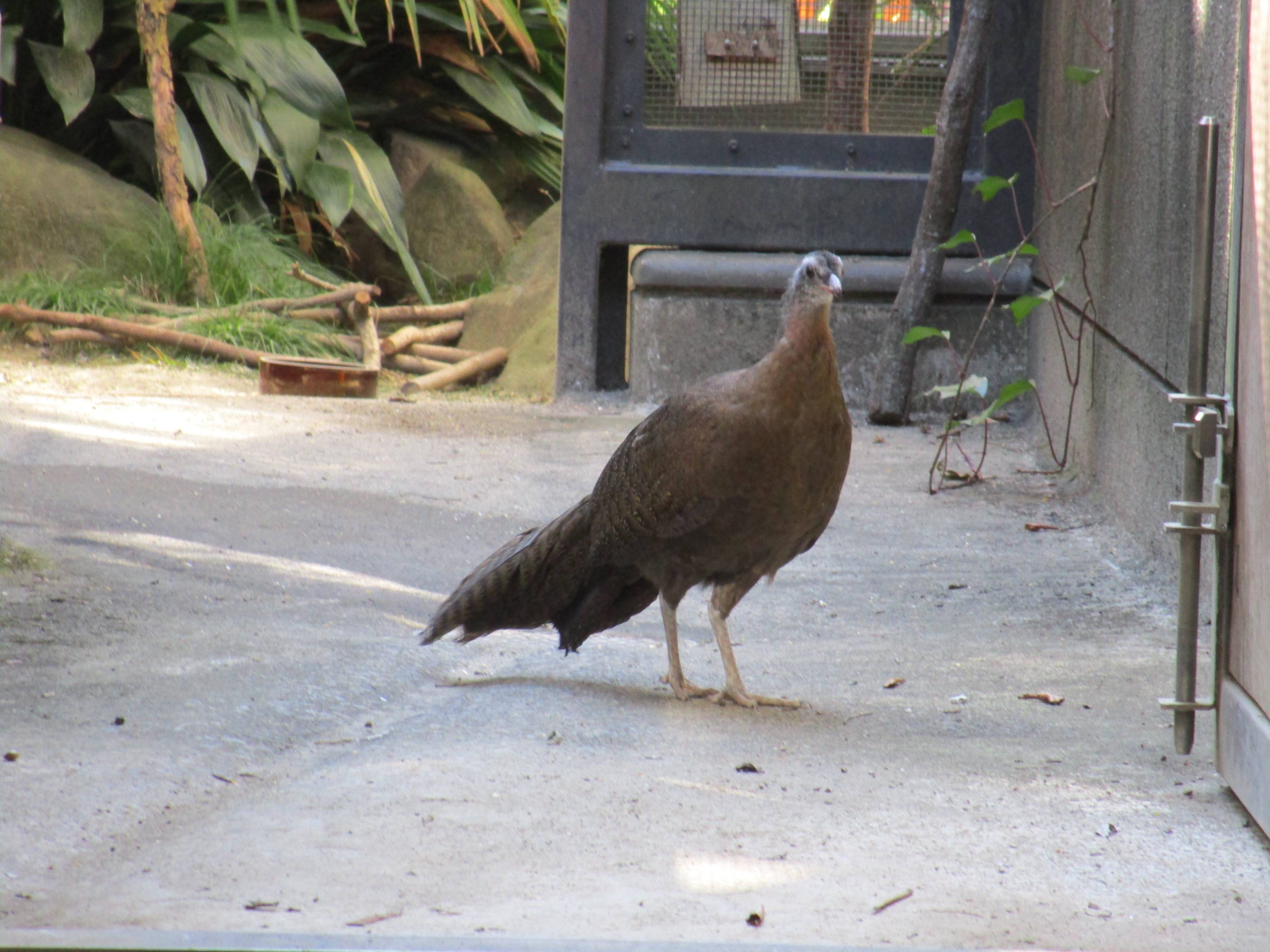 【飼育日誌】20210619:成長記13 (5).jpg