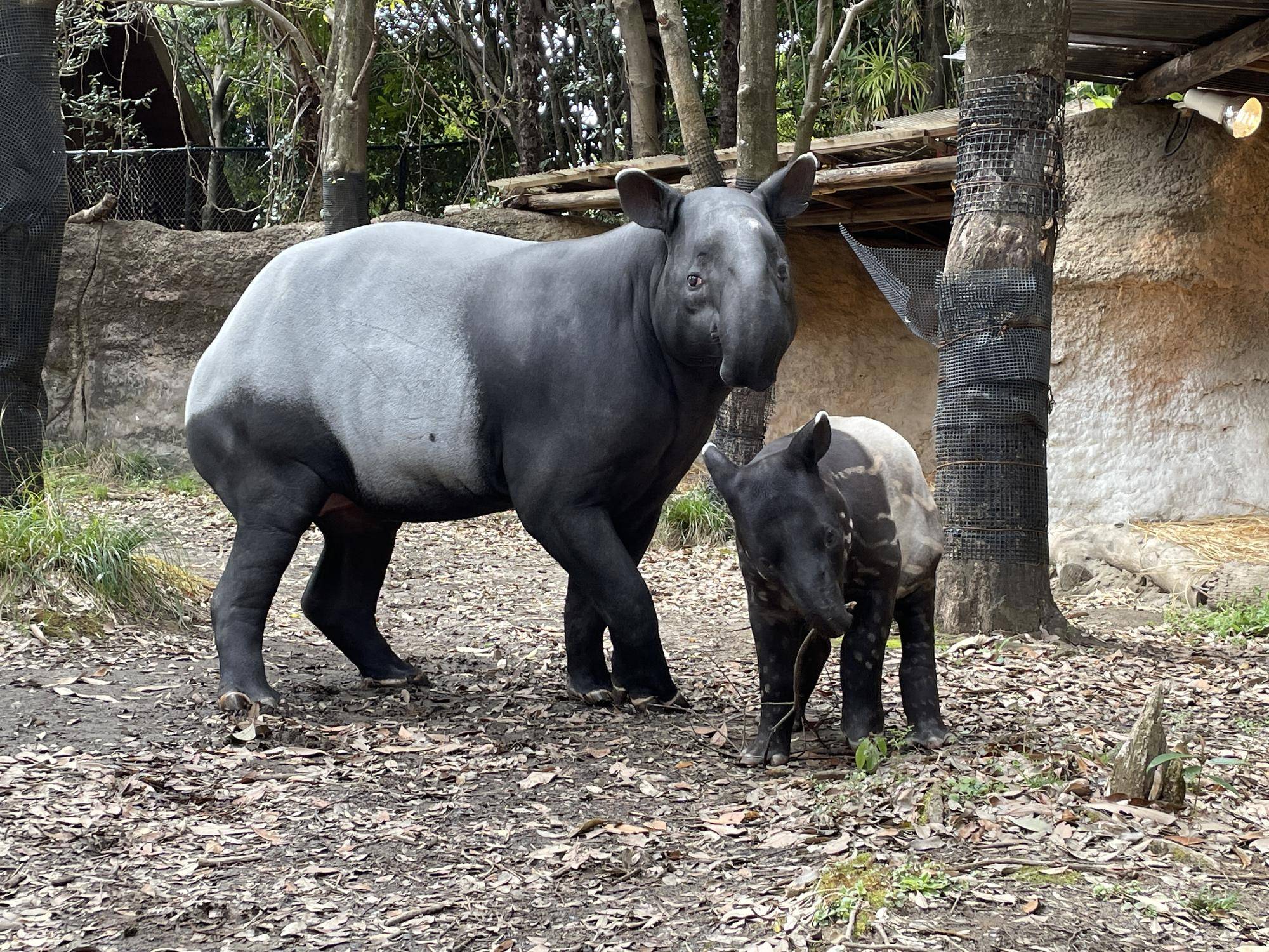世界バクの日 飼育日誌 よこはま動物園ズーラシア公式サイト 公益財団法人 横浜市緑の協会