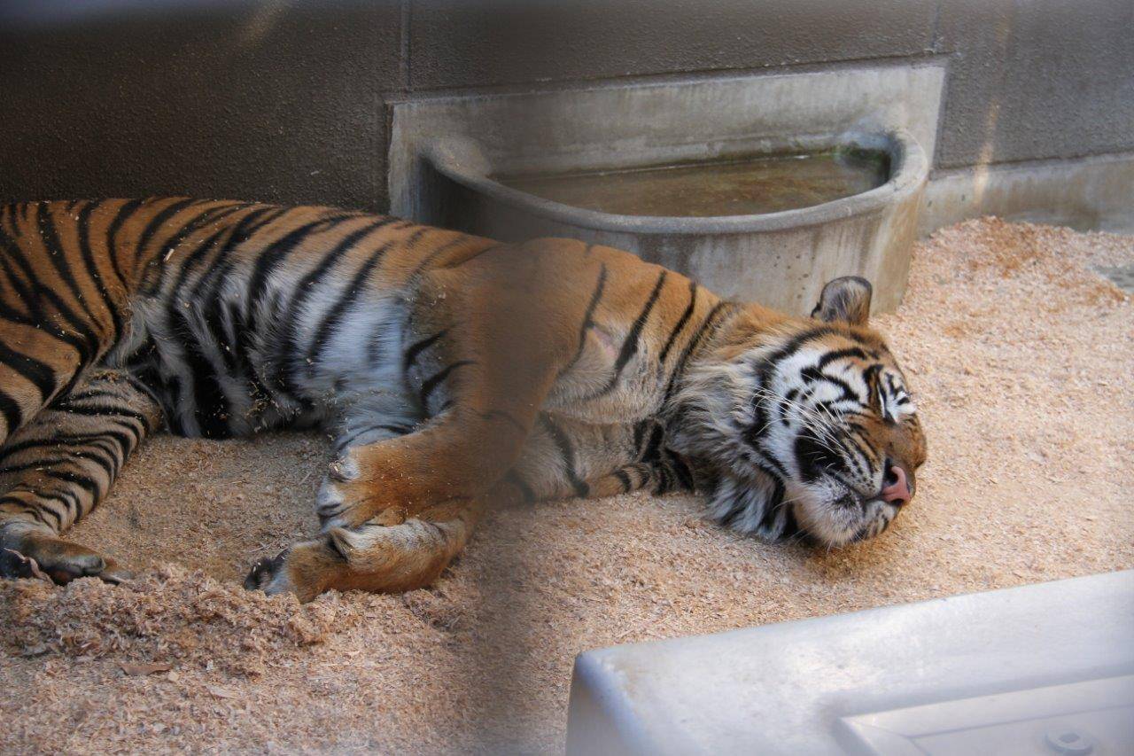 2013年11月、サブ運動場に敷いたチップの上でゴロゴロするガンター