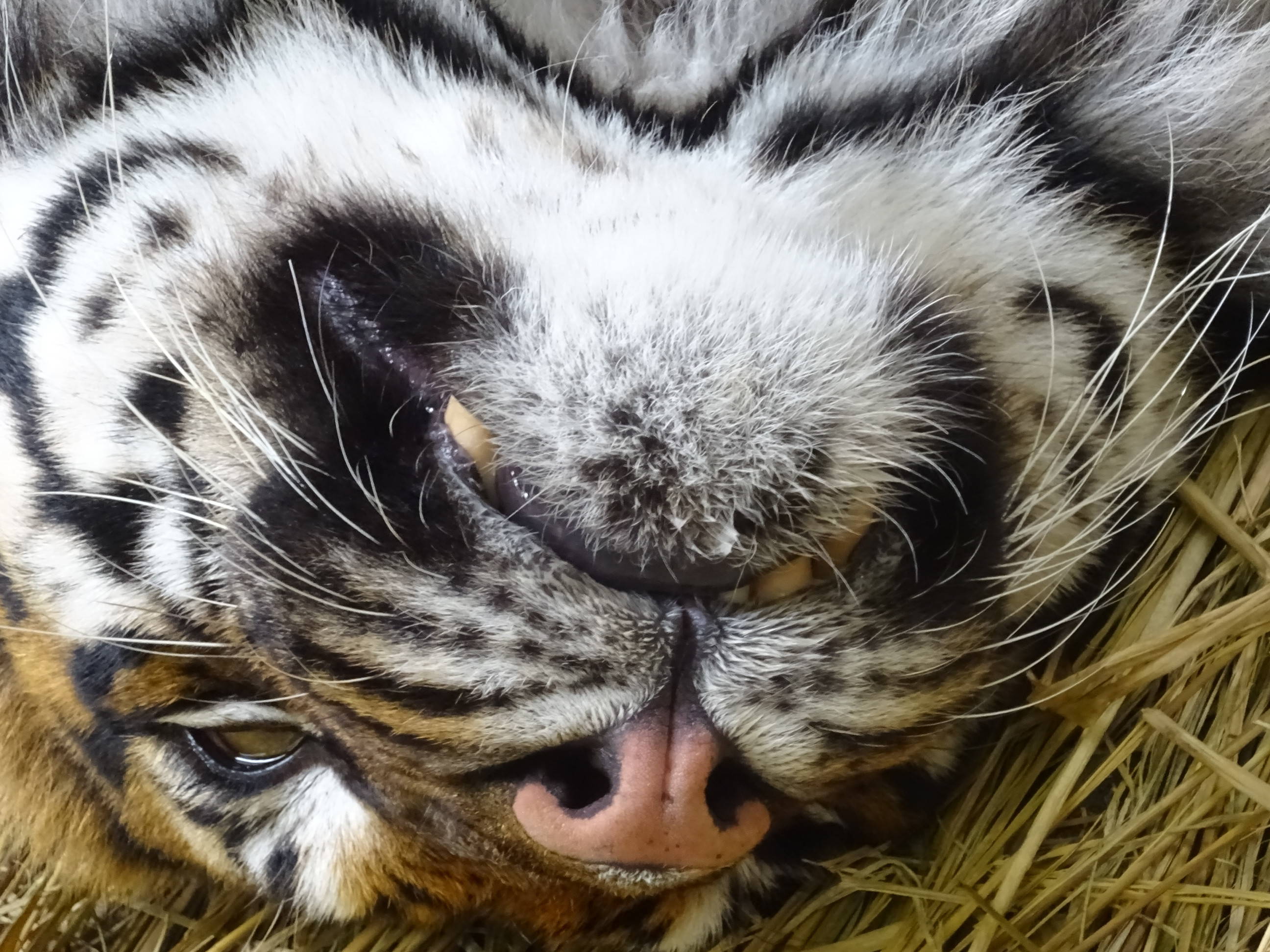 犬歯は見えるのか すまとらとらブログ よこはま動物園ズーラシア公式サイト 公益財団法人 横浜市緑の協会 犬歯は見えるのか すまとらとらブログ よこはま動物園ズーラシア公式サイト 公益財団法人 横浜市緑の協会