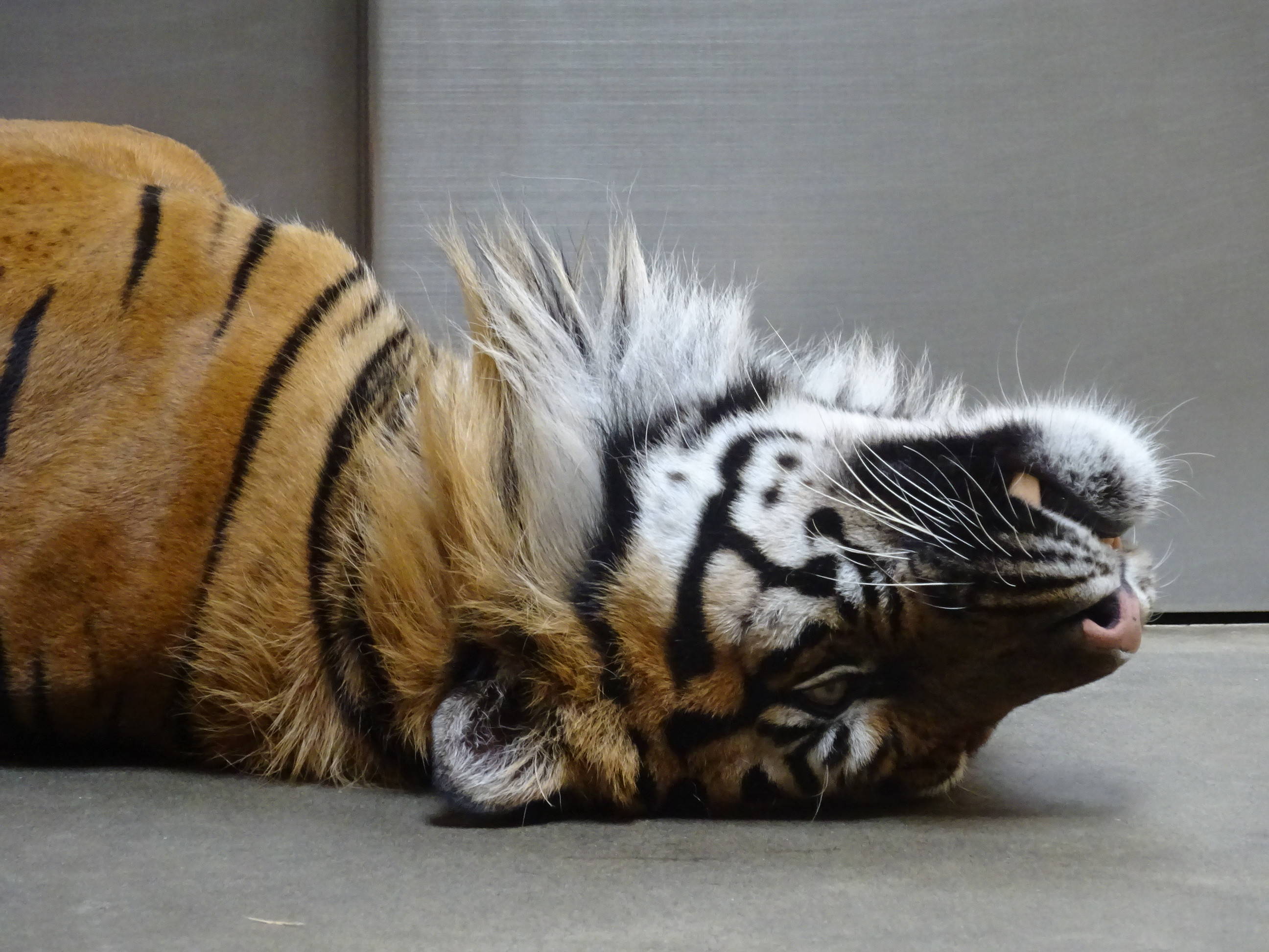 犬歯は見えるのか すまとらとらブログ よこはま動物園ズーラシア公式サイト 公益財団法人 横浜市緑の協会 犬歯は見えるのか すまとらとらブログ よこはま動物園ズーラシア公式サイト 公益財団法人 横浜市緑の協会