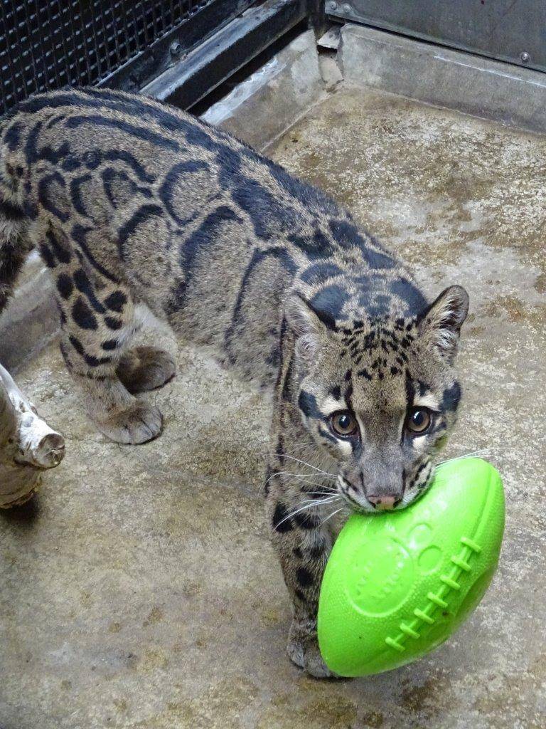 荒縄　排便 ウンピョウのブーに遊具を！|飼育日誌｜ブログ|よこはま動物園ズーラシア公式サイト｜公益財団法人 横浜市緑の協会