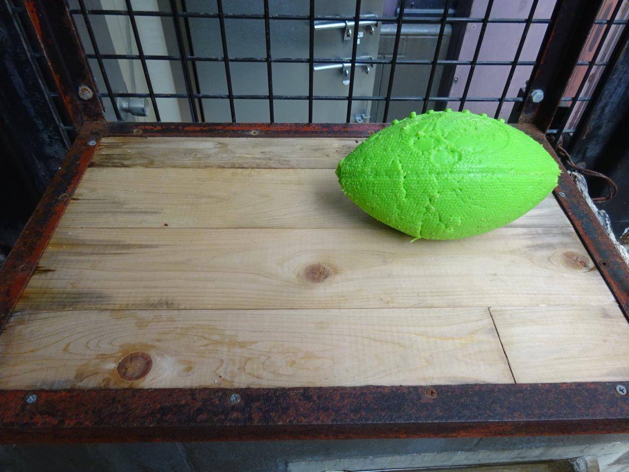 荒縄　排便 ウンピョウのブーに遊具を！|飼育日誌｜ブログ|よこはま動物園ズーラシア公式サイト｜公益財団法人 横浜市緑の協会