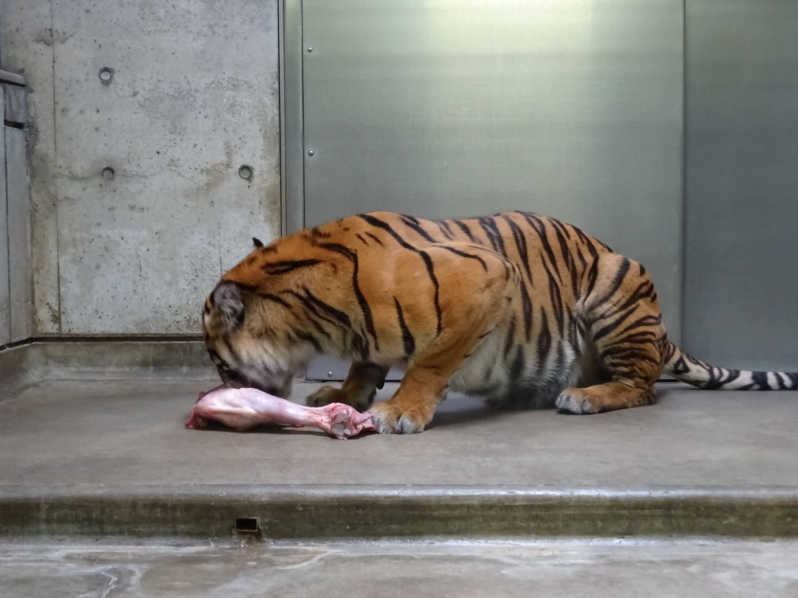食べ方にも個性が カリ すまとらとらブログ よこはま動物園ズーラシア公式サイト 公益財団法人 横浜市緑の協会