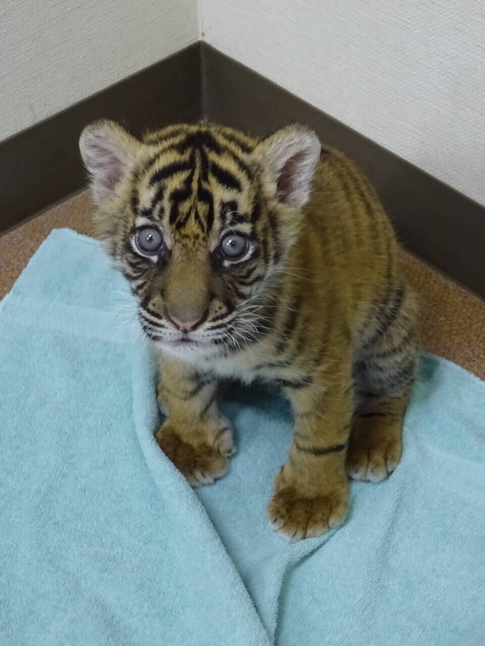 子トラの成長記録・・・その⑰|すまとらとら｜ブログ|よこはま