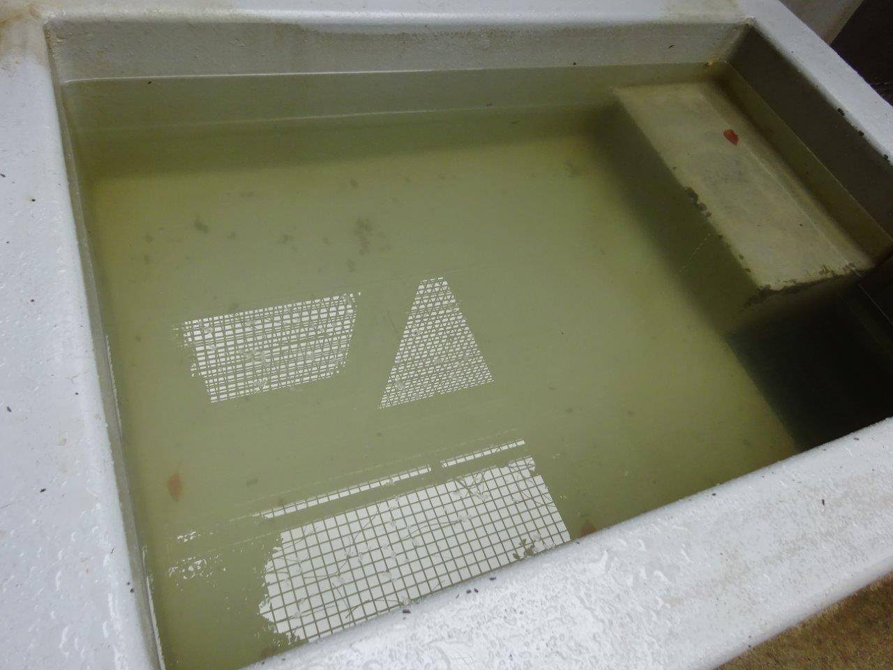 オスのガンターはプールの使用後、水が最も汚れます。