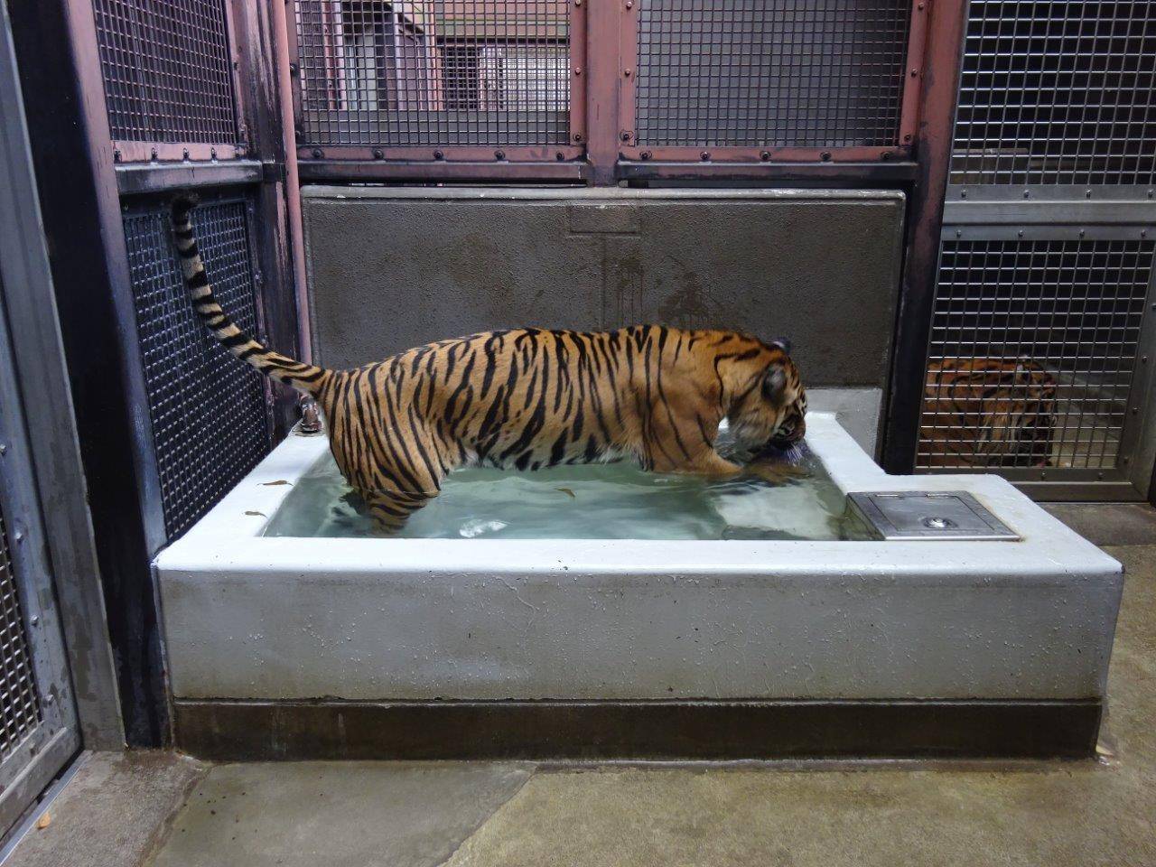 尻尾をピンと持ち上げながら、プール内で遊ぶラウト