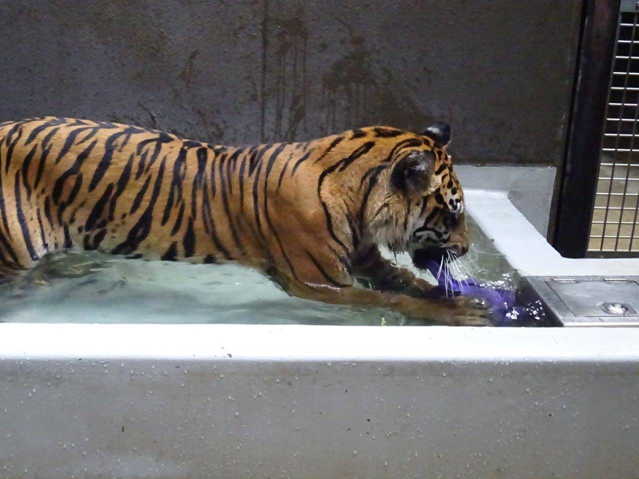 ジョリーボールの取って部分を食いちぎろうとするラウト