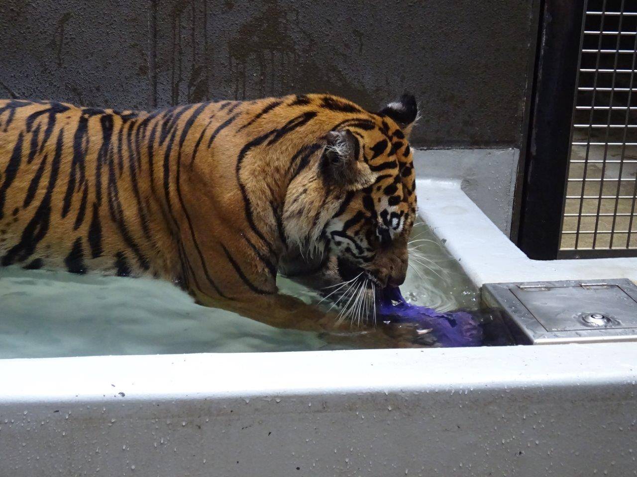 ジョリーボールの取っ手部分が噛みやすいようで、その部分をよく齧ります。