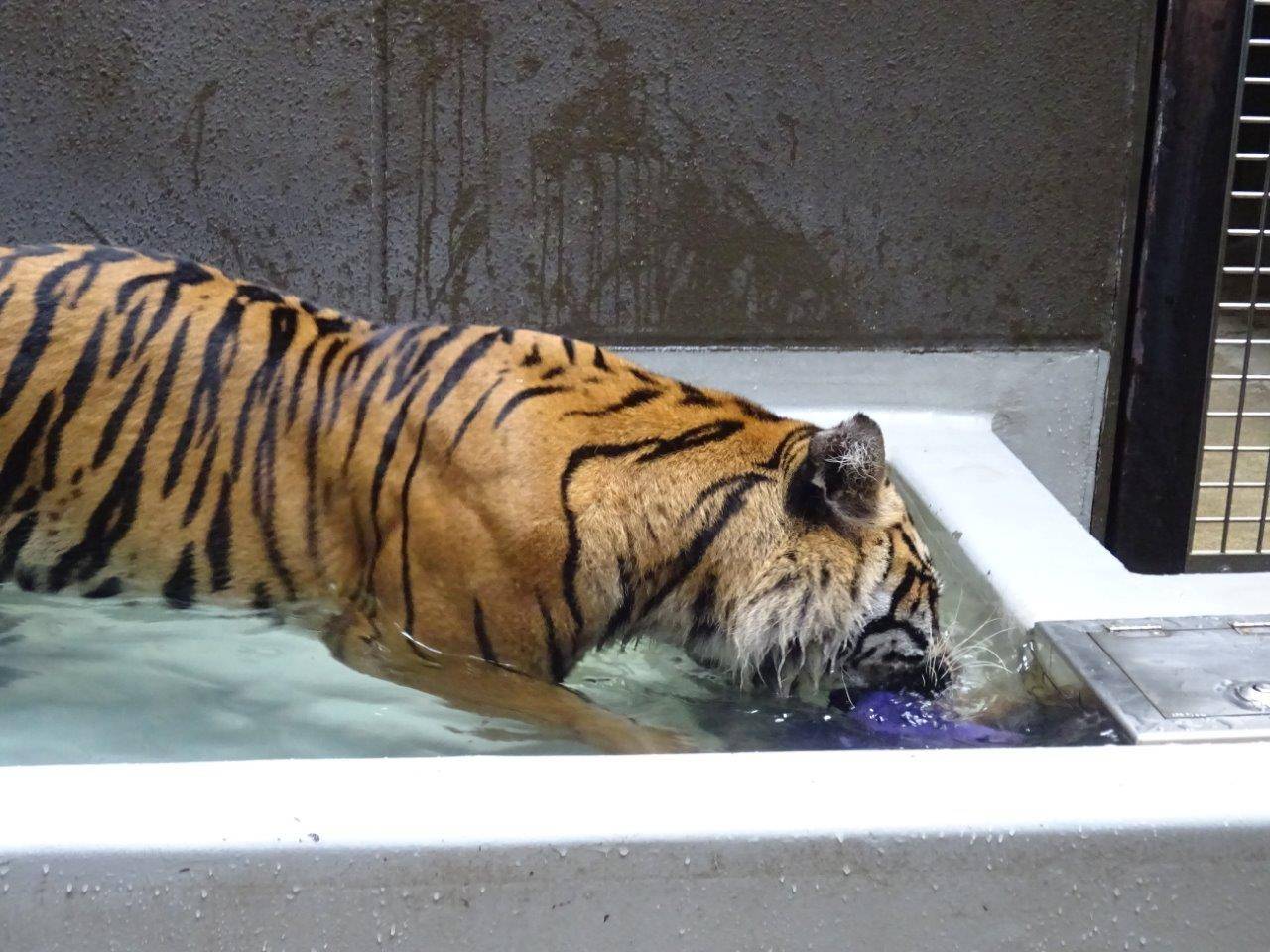 鼻が水中に潜っているラウト。辛くないのかな?