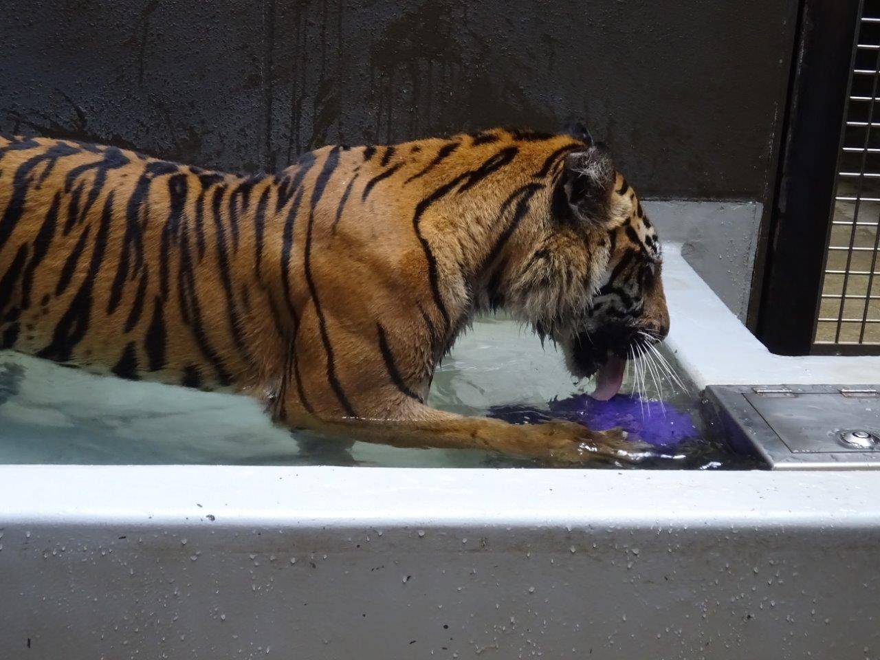 時々齧るのを止め、ジョリーボールを舐めるラウト