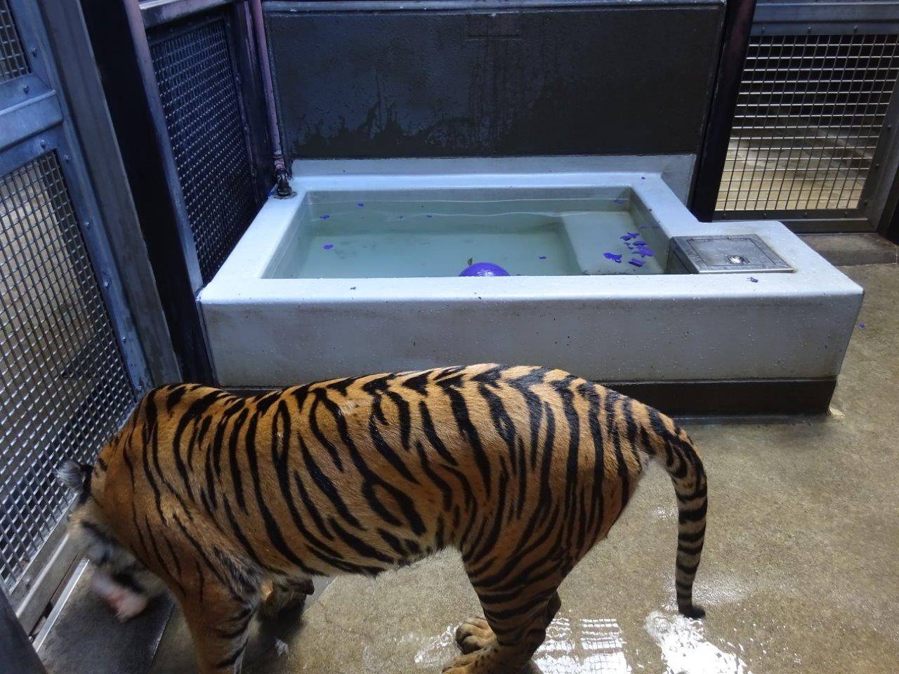 ある程度ジョリーボールを破壊してから、骨を齧るラウト