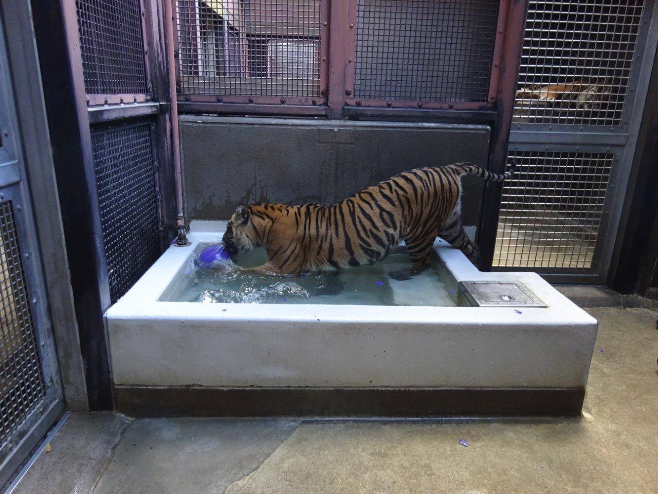 ジョリーボールをプールに咥えて持ち込むラウト