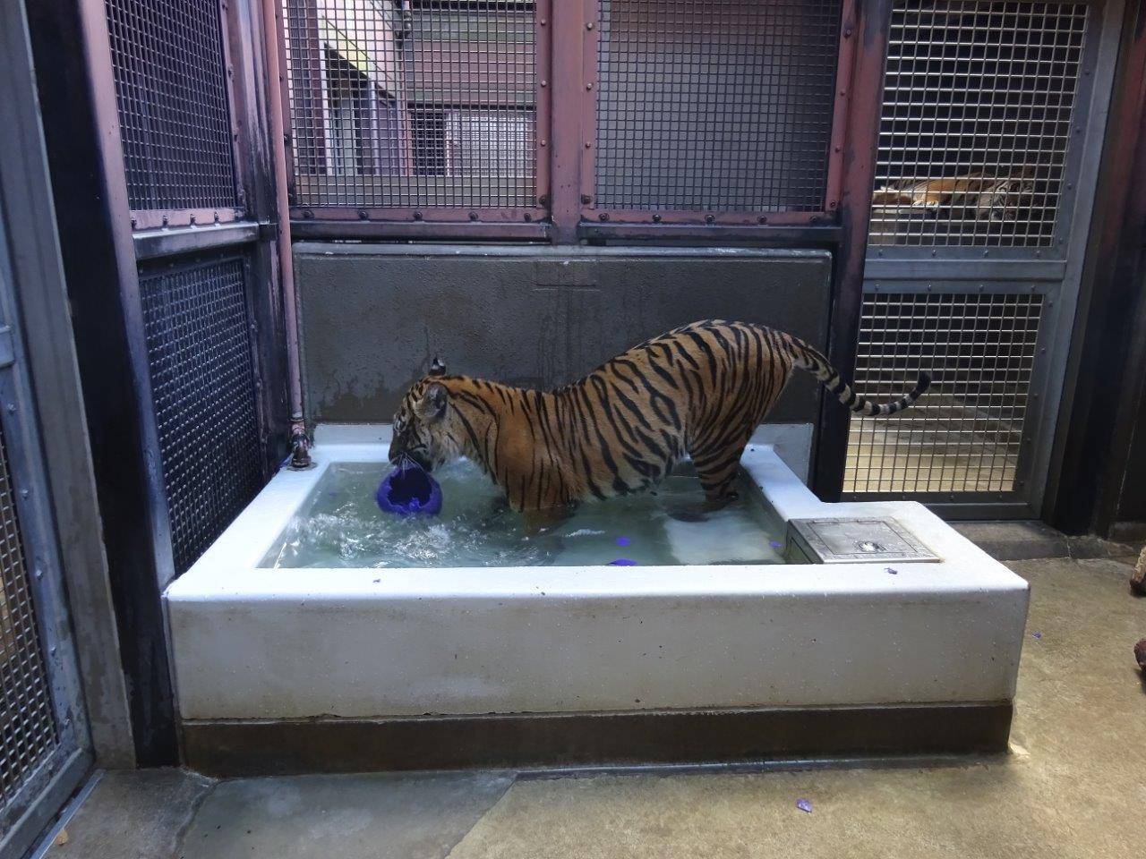 ジョリーボールを咥えて、プールの持ち込むラウト