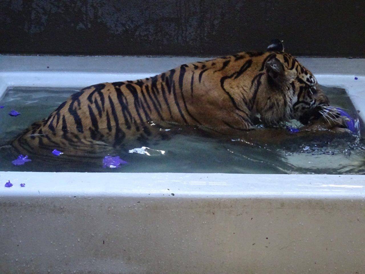 プールの中に入り、ジョリーボールで遊ぶラウト