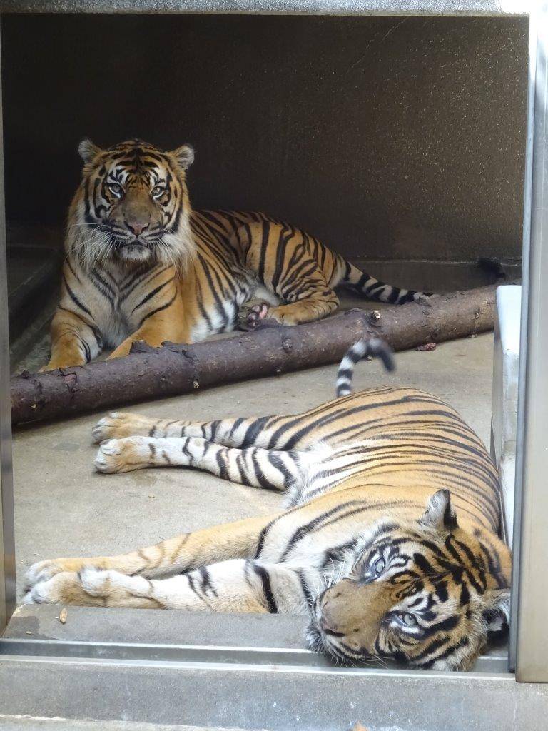 サブ運動場で同居中のガンターとデル。デルは寝転がっている。