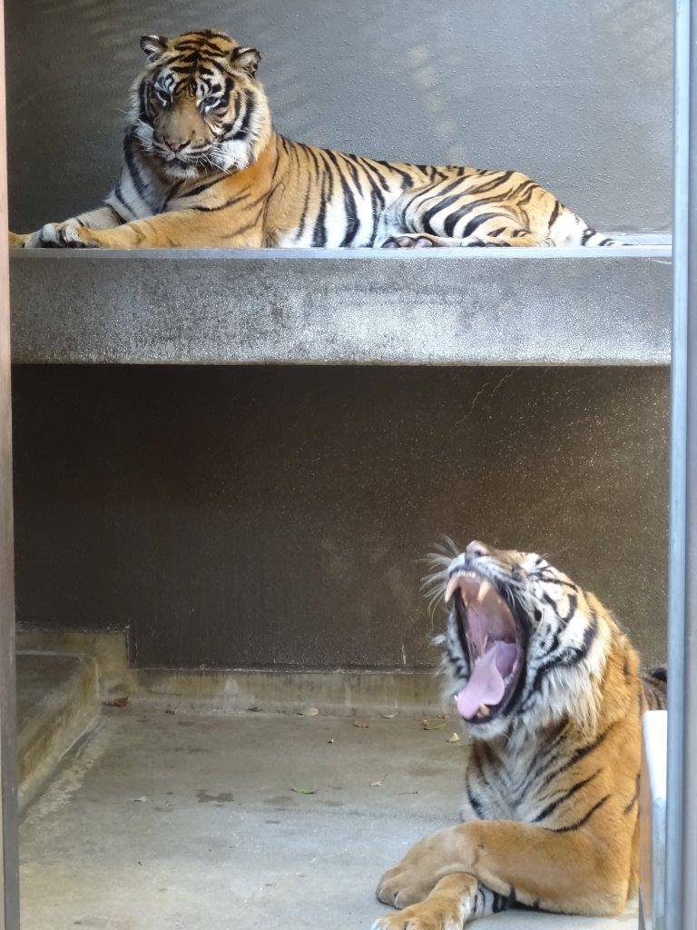 サブ運動場で同居中のガンターとデル。ガンターは大あくび