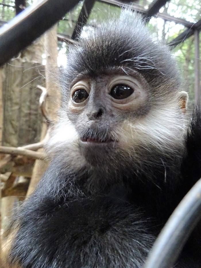 マイペースなようです 飼育日誌 よこはま動物園ズーラシア公式サイト 公益財団法人 横浜市緑の協会 マイペースなようです 飼育日誌 よこはま動物園ズーラシア公式サイト 公益財団法人 横浜市緑の協会