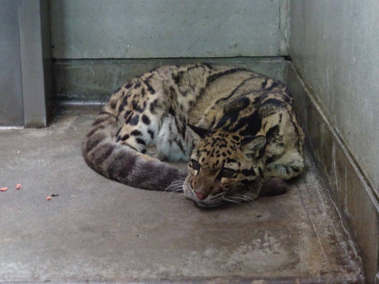 床暖の上で丸まって休むアニル