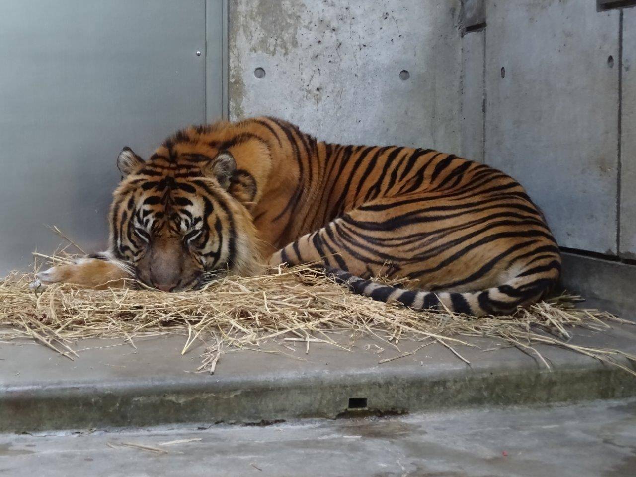 藁上で休むガンター②