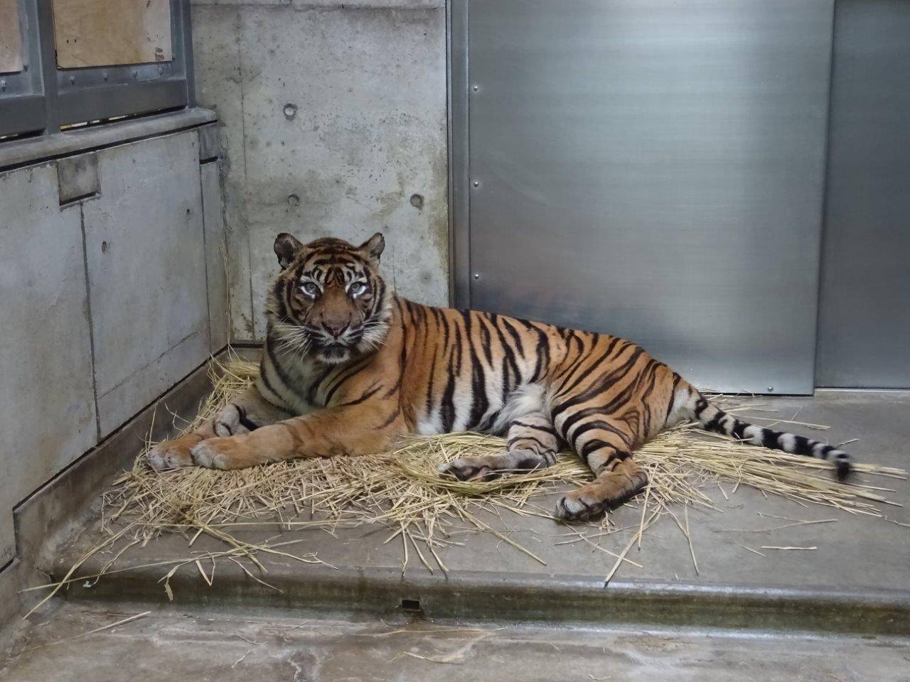 藁上で休むデル③