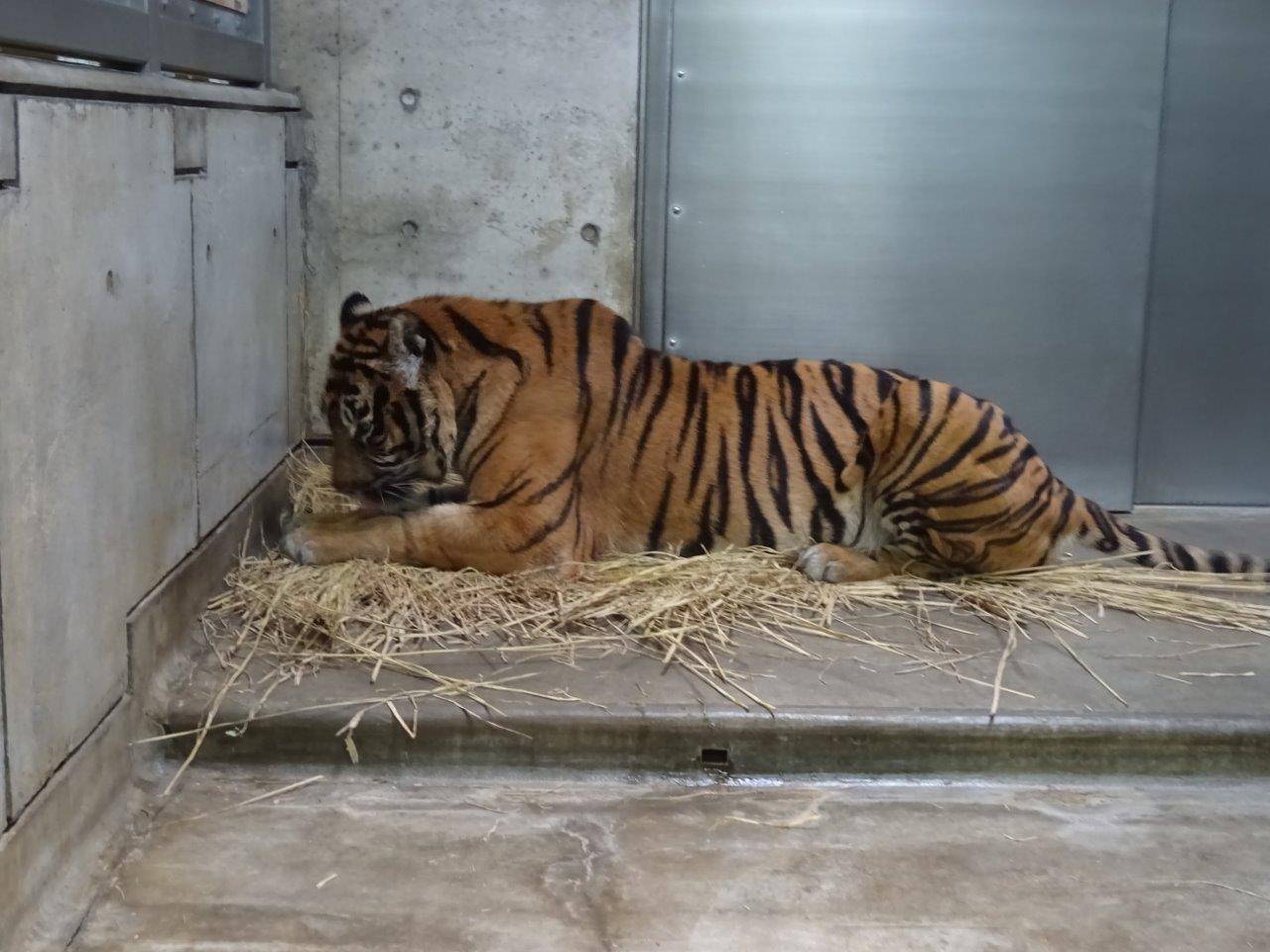 藁上で休むデル①