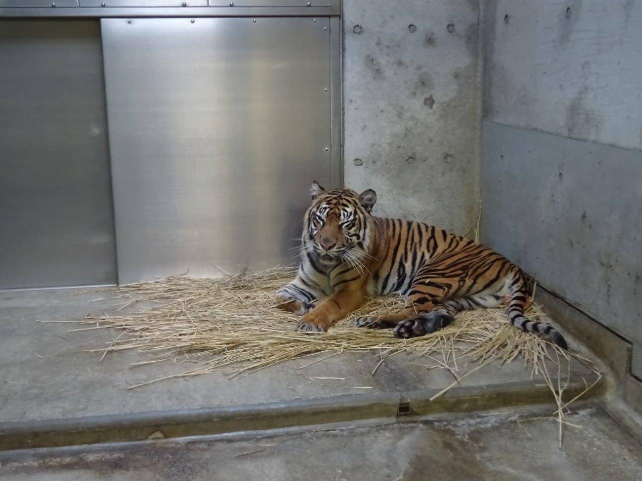 藁上で休むラウト②