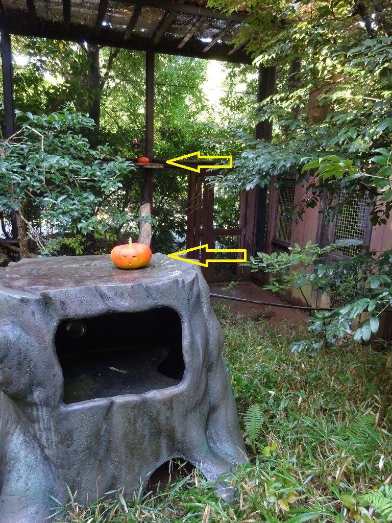 ウンピョウの展示場に置かれたハロウィンカボチャ