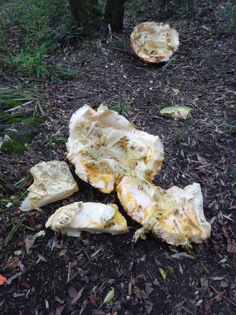 ムジュに破壊されたカボチャ