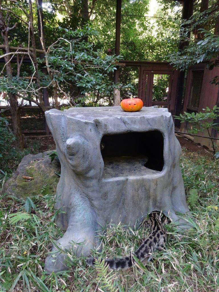 シェルター内に入って行くブー