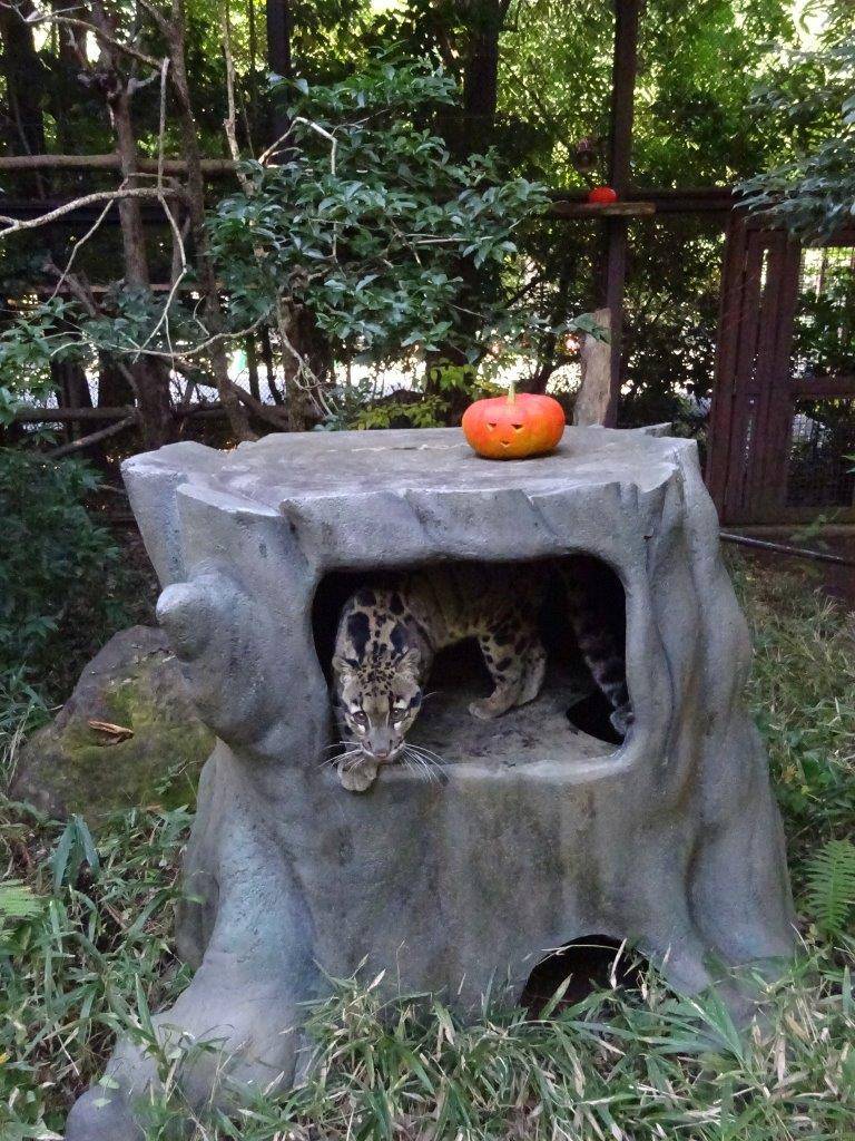 シェルター内のブー