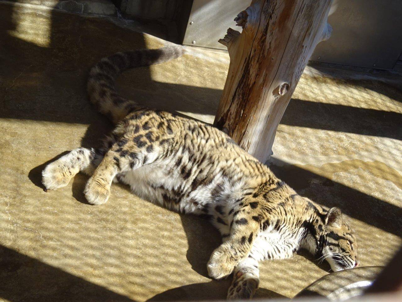 サブ運動場の日向で横臥して寝ているアニル