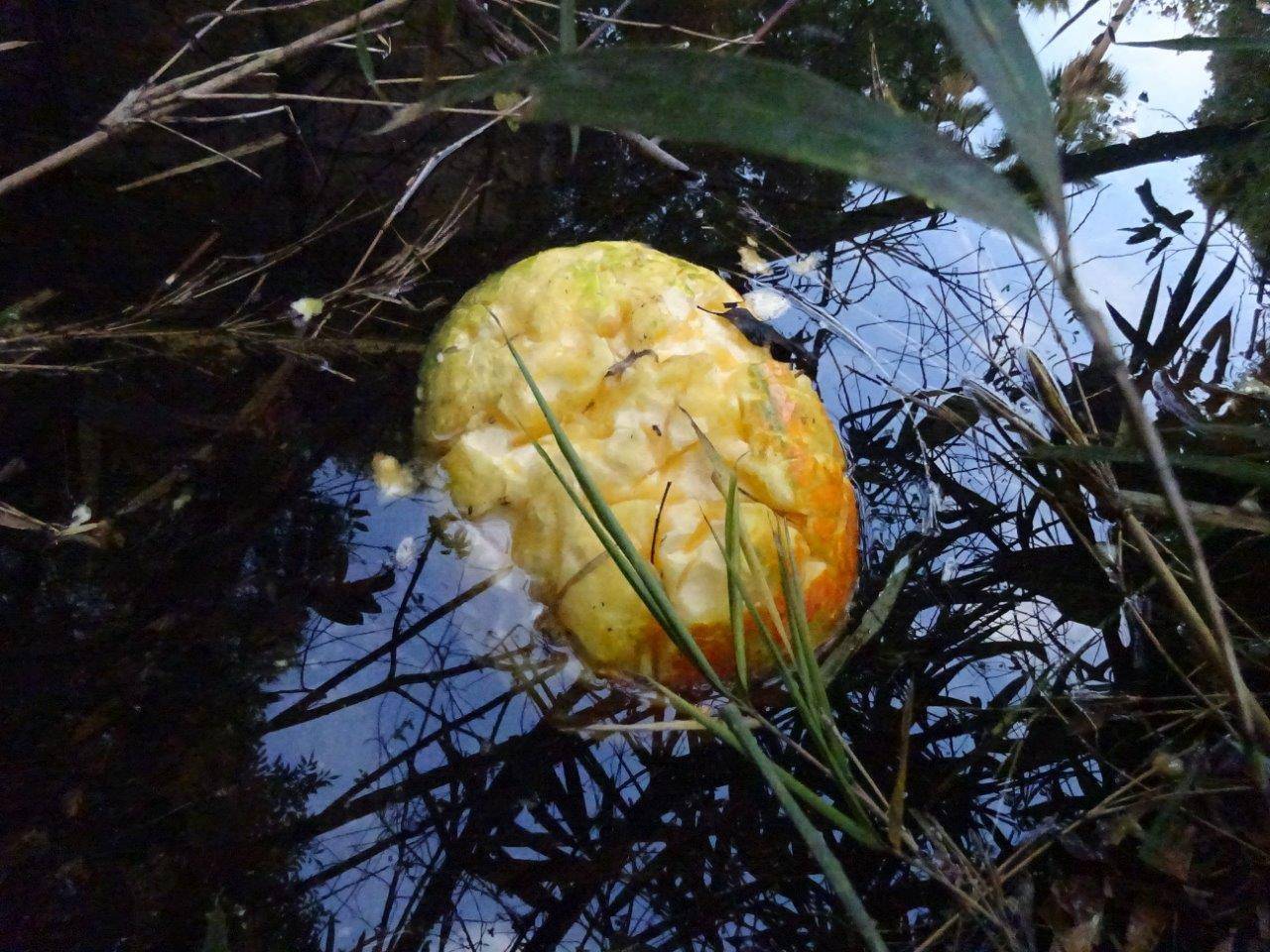 水モートに落下していたハロウィン用カボチャ