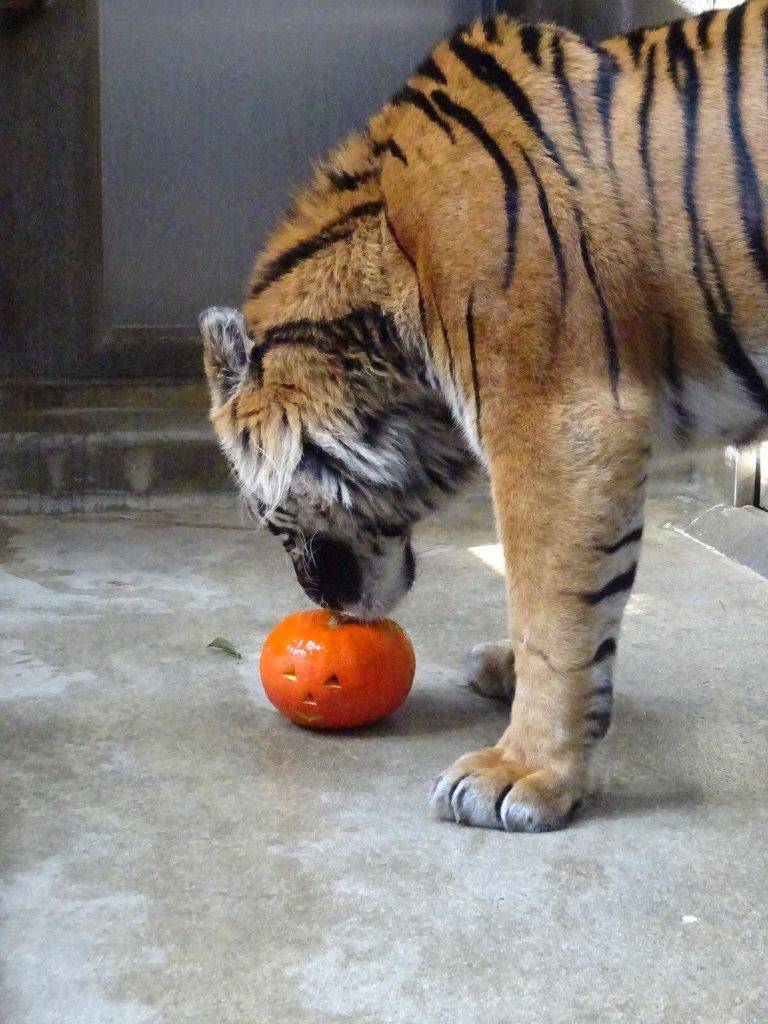 カボチャの匂いを嗅ぐガンター