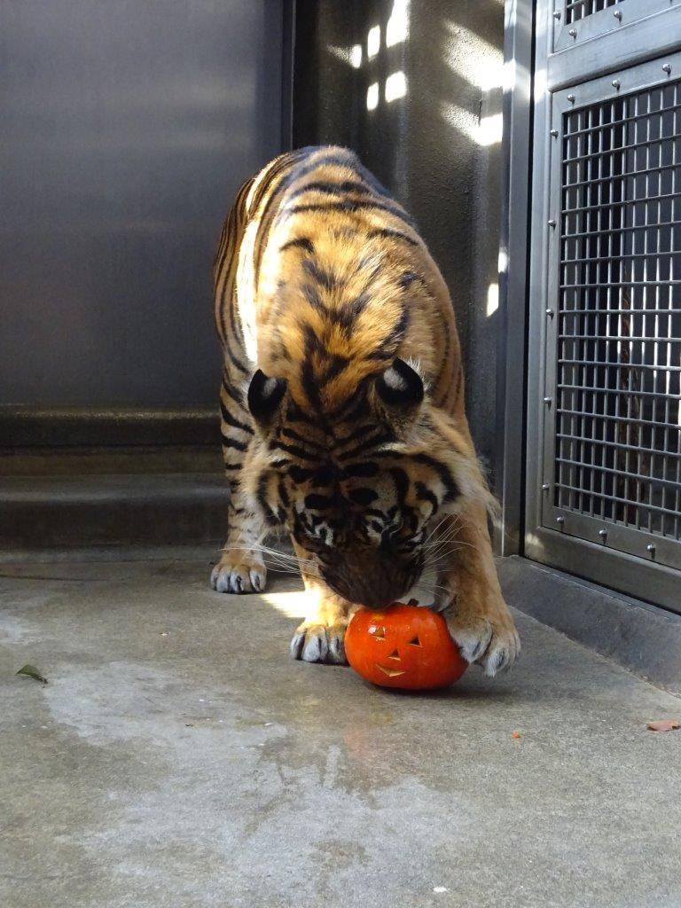カボチャに興味を示すガンター