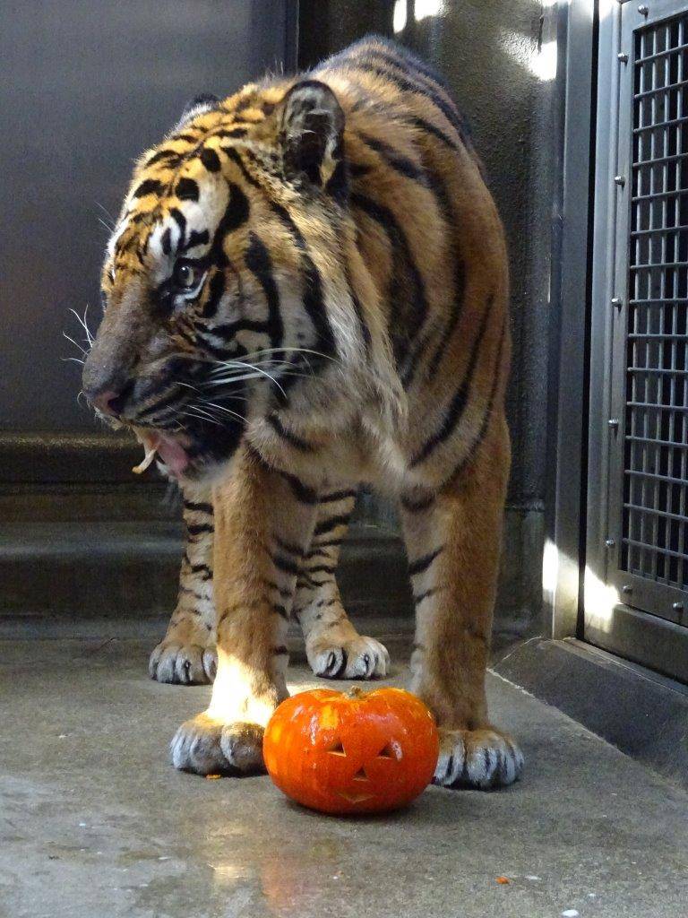 ガンターとカボチャ